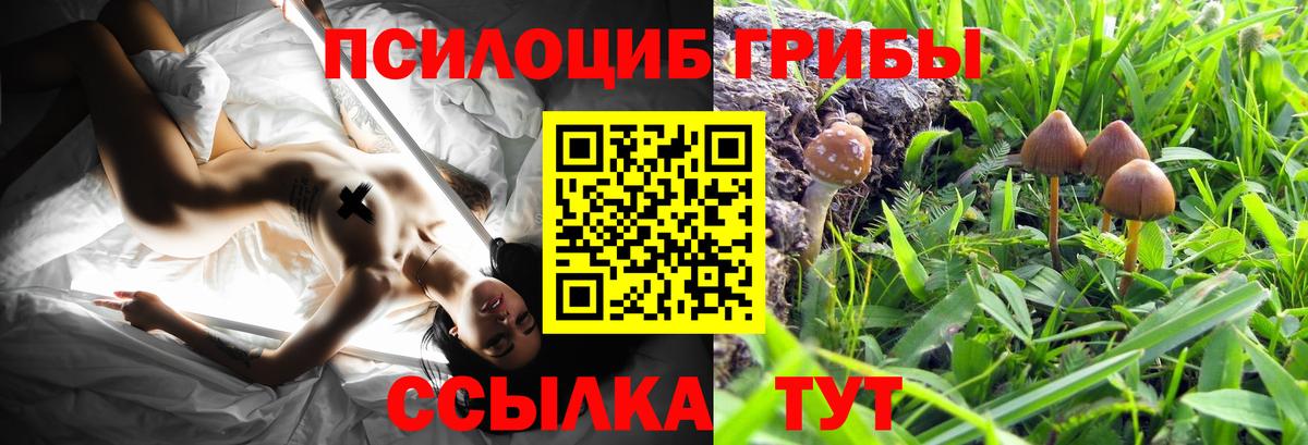 Галлюциногенные грибы Psilocybe Курган